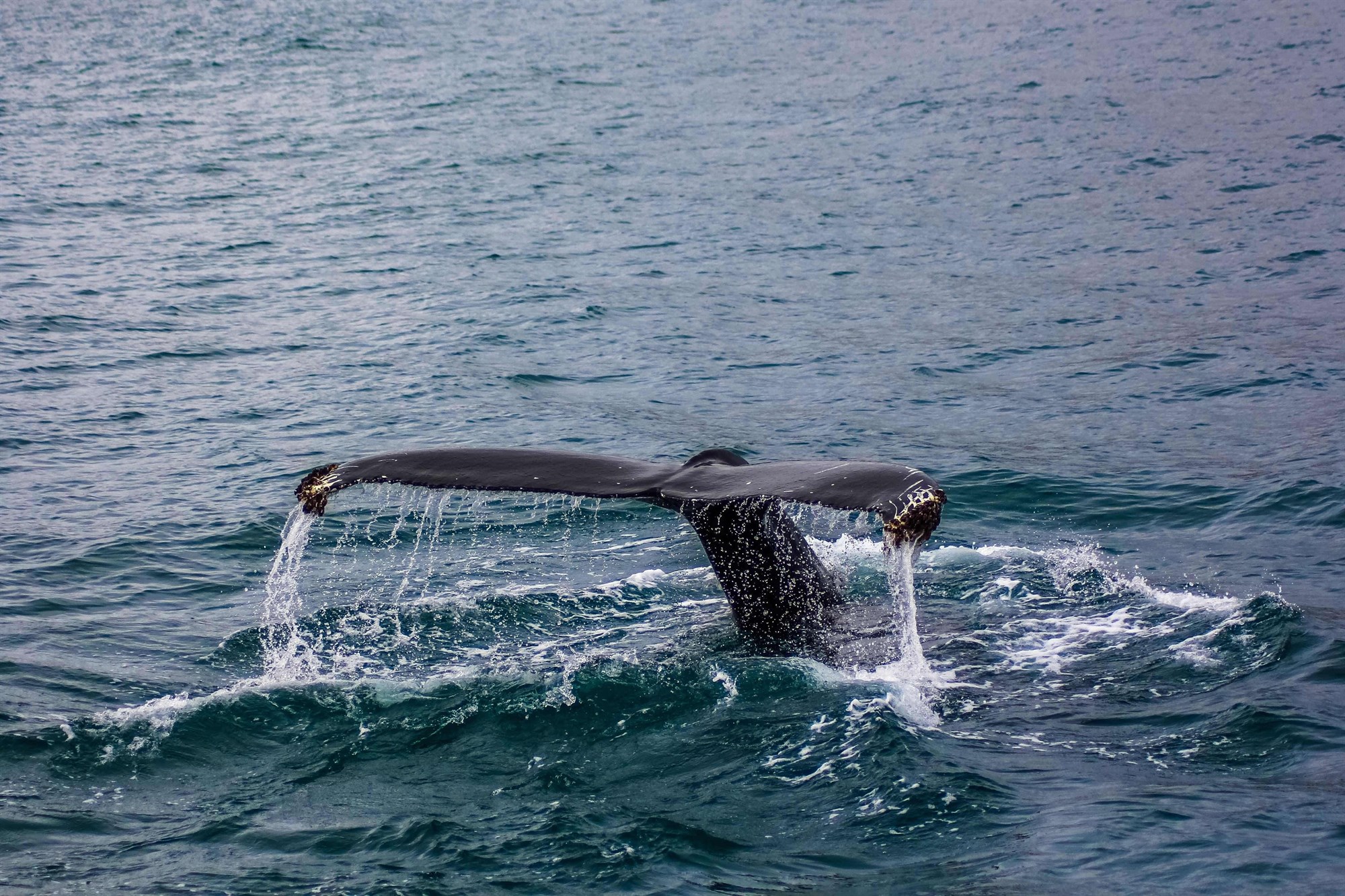 Whale's tail emerging above water in Iceland